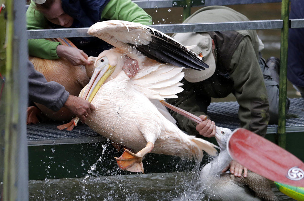 Czech Republic pelicans